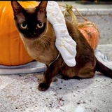 Entry image for “Sweet” Bavette 