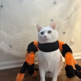 Entry image for Winnie (FKA Elmer) 