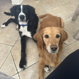 Entry image for Sunny & Riley