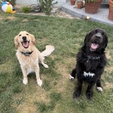 Entry image for Freddie & Mookie