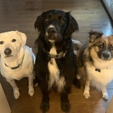Entry image for Jess, Grover and Tchami
