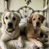 Entry image for Nugget & Pepper