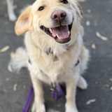 Entry image for Latte