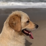 Entry image for Brie