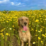 Entry image for Jackie