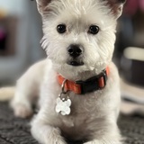 Entry image for Beau