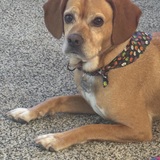 Entry image for Pearl