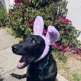 Entry image for Roma