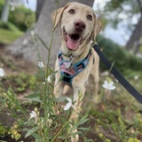 Entry image for Stella