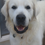 Entry image for Jett