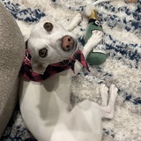 Entry image for Lucy