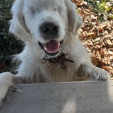 Entry image for Stevie 