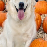 Entry image for Bear