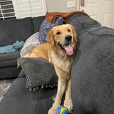 Entry image for Maverick