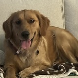 Entry image for Bonnie