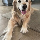 Entry image for Frodo