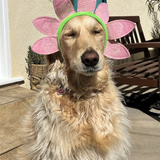 Entry image for Serafina Buttercup