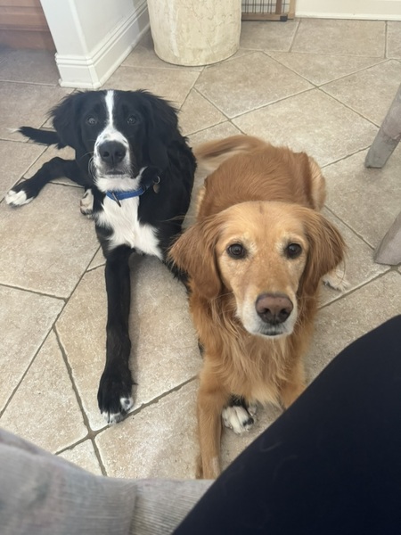 Entry image for Sunny & Riley. Clicking this image will show a larger photo