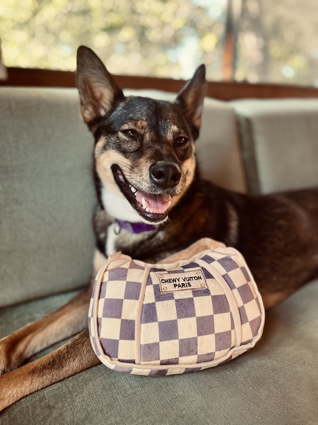 Entry image for Gidget. Clicking this image will show a larger photo