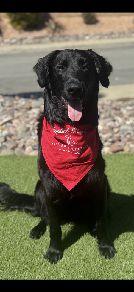 Entry image for Brutus. Clicking this image will show a larger photo