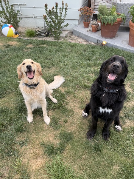 Entry image for Freddie & Mookie. Clicking this image will show a larger photo