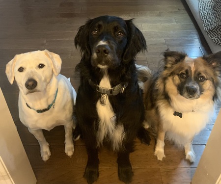 Entry image for Jess, Grover and Tchami. Clicking this image will show a larger photo
