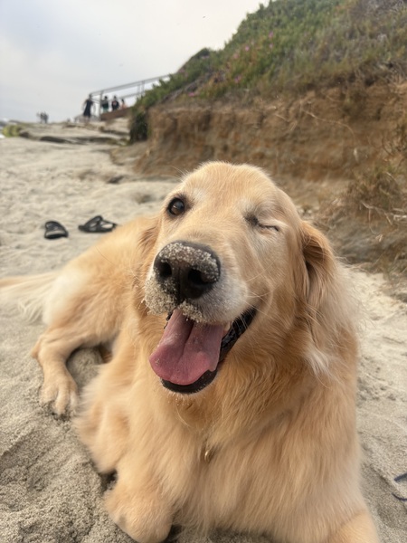 Entry image for Lucy . Clicking this image will show a larger photo