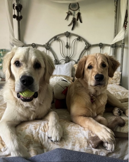 Entry image for Nugget & Pepper. Clicking this image will show a larger photo