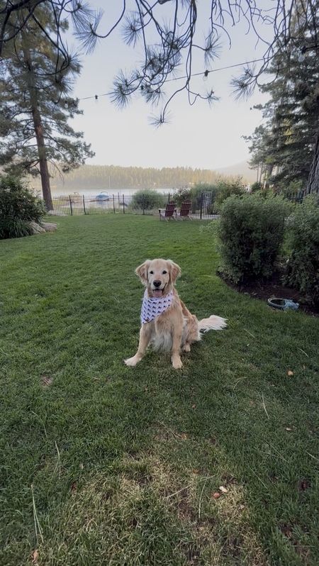 Entry image for Cooper. Clicking this image will show a larger photo