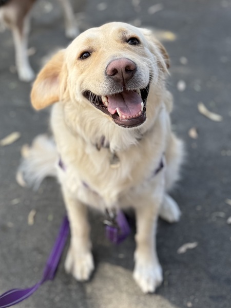 Entry image for Latte. Clicking this image will show a larger photo