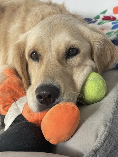 Entry image for Bailey. Clicking this image will show a larger photo