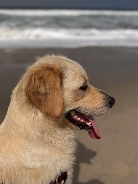 Entry image for Brie. Clicking this image will show a larger photo