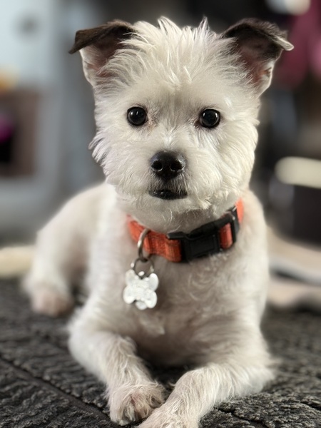 Entry image for Beau. Clicking this image will show a larger photo