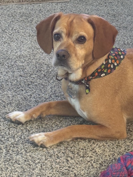 Entry image for Pearl. Clicking this image will show a larger photo