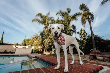 Entry image for Penny . Clicking this image will show a larger photo