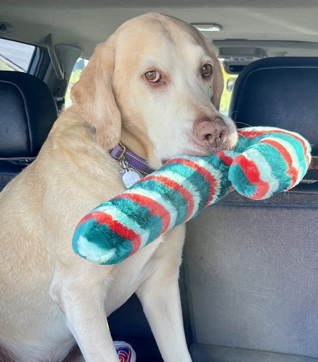 Entry image for Gus. Clicking this image will show a larger photo