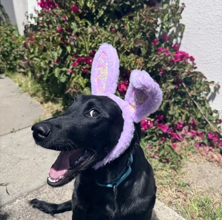 Entry image for Roma. Clicking this image will show a larger photo