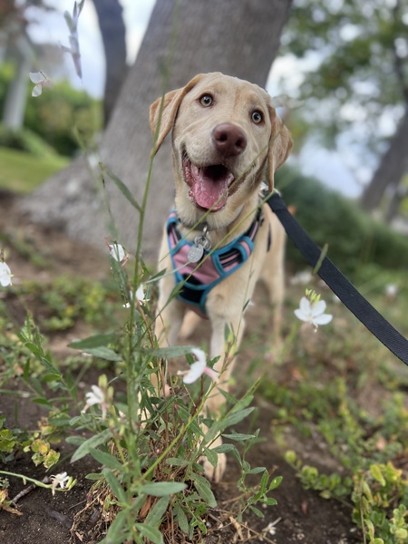 Entry image for Stella. Clicking this image will show a larger photo