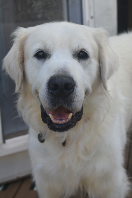 Entry image for Jett. Clicking this image will show a larger photo