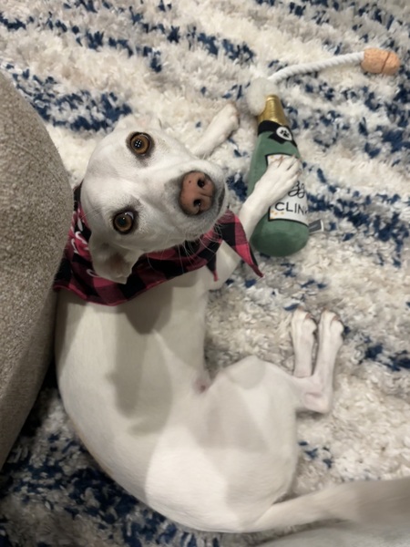 Entry image for Lucy. Clicking this image will show a larger photo