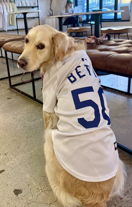 Entry image for Sugar. Clicking this image will show a larger photo