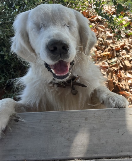 Entry image for Stevie . Clicking this image will show a larger photo