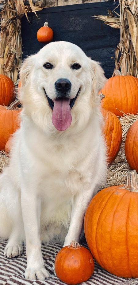 Entry image for Bear. Clicking this image will show a larger photo