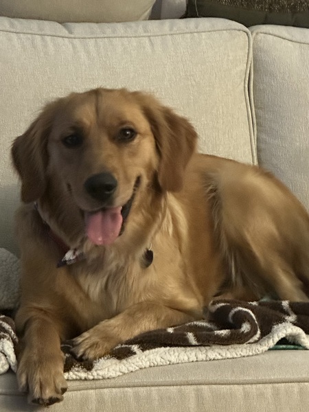 Entry image for Bonnie. Clicking this image will show a larger photo