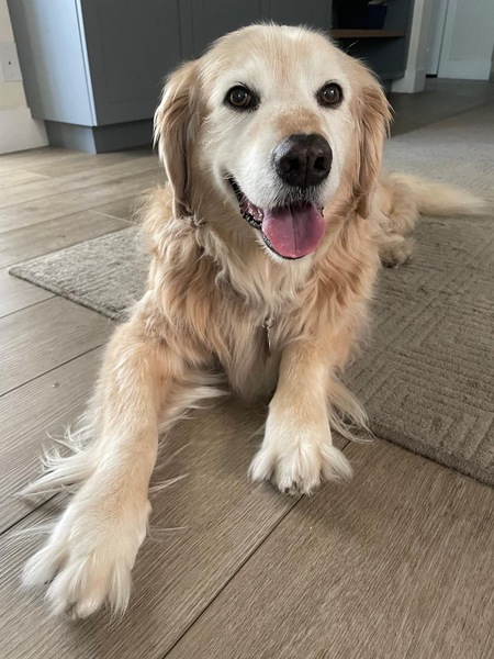 Entry image for Frodo. Clicking this image will show a larger photo