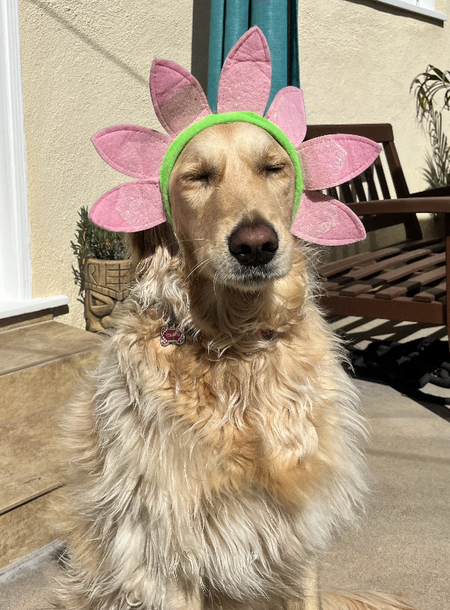 Entry image for Serafina Buttercup. Clicking this image will show a larger photo