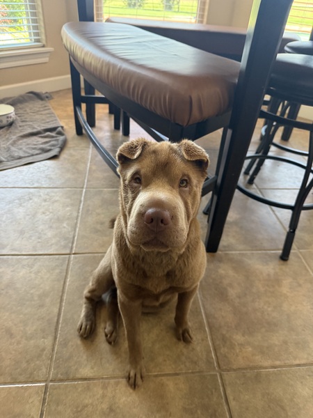 Zira 