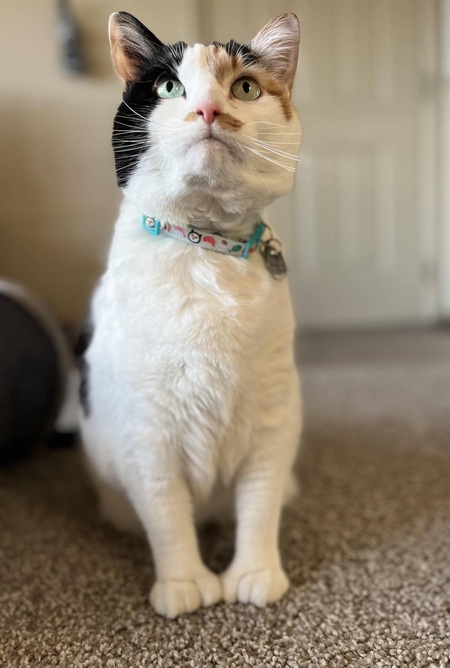 Yoshi