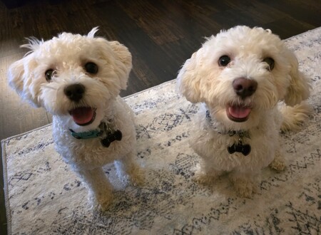 Junior & Tripp