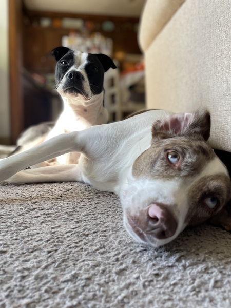 Entry image for Lola and Waldo. Clicking this image will show a larger photo